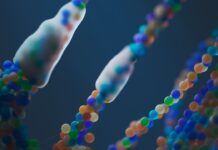 SS-31 (Guía Péptidos): el péptido mitocondrial que regenera la energía celular y retrasa el envejecimiento SS-31 (Guía Péptidos) el péptido mitocondrial que regenera la energía celular y retrasa el envejecimiento