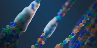 SS-31 (Guía Péptidos): el péptido mitocondrial que regenera la energía celular y retrasa el envejecimiento SS-31 (Guía Péptidos) el péptido mitocondrial que regenera la energía celular y retrasa el envejecimiento